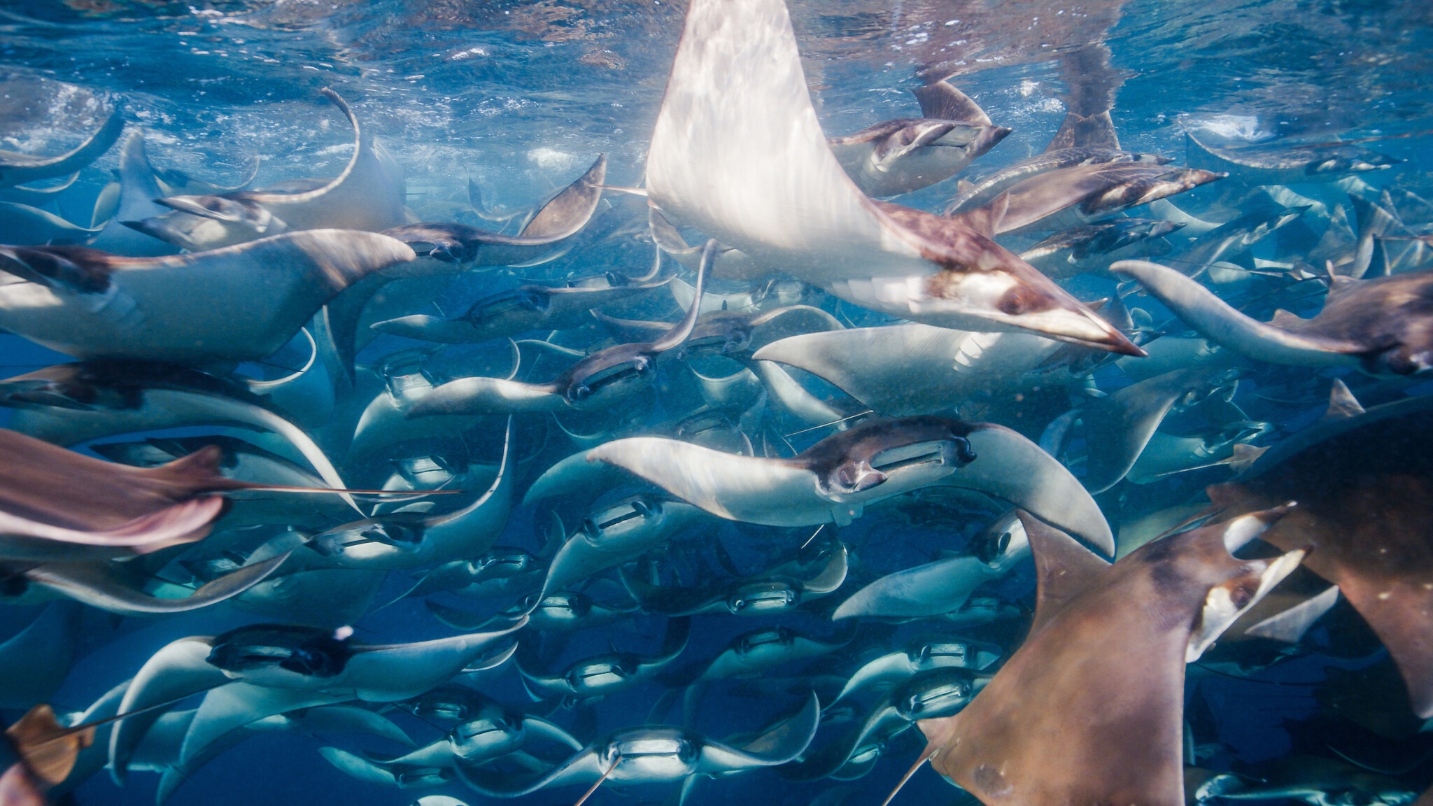 Orcas vs rays