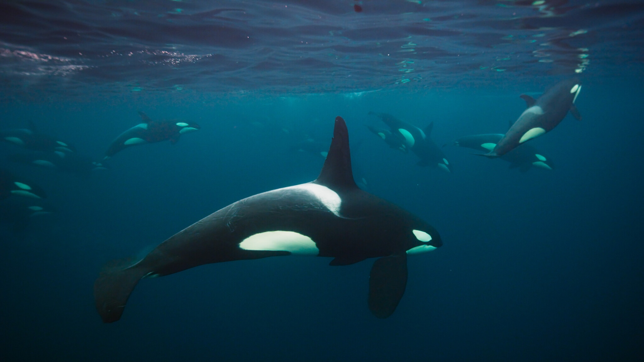 Blue Planet II Orcas