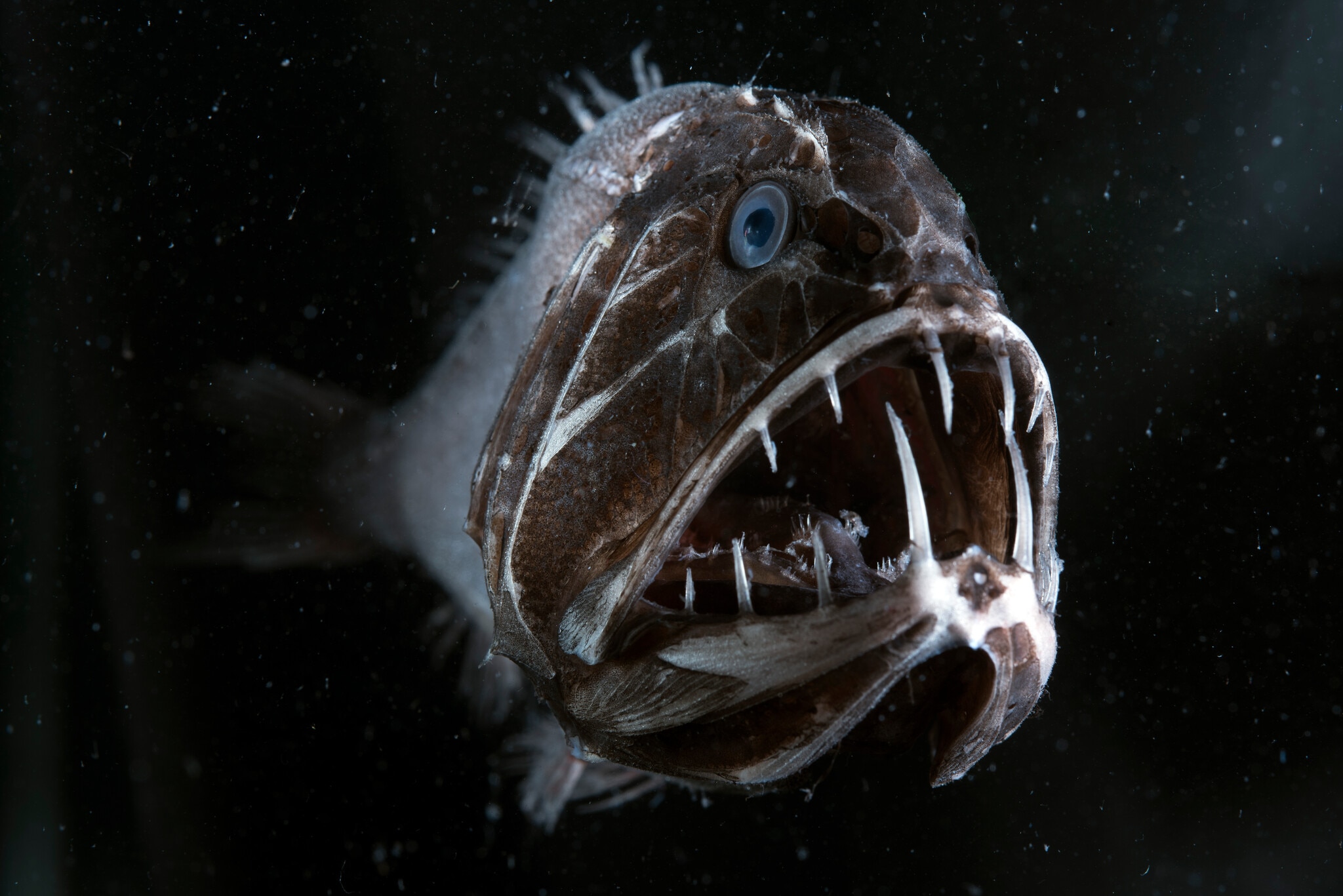 BPII Fangtooth