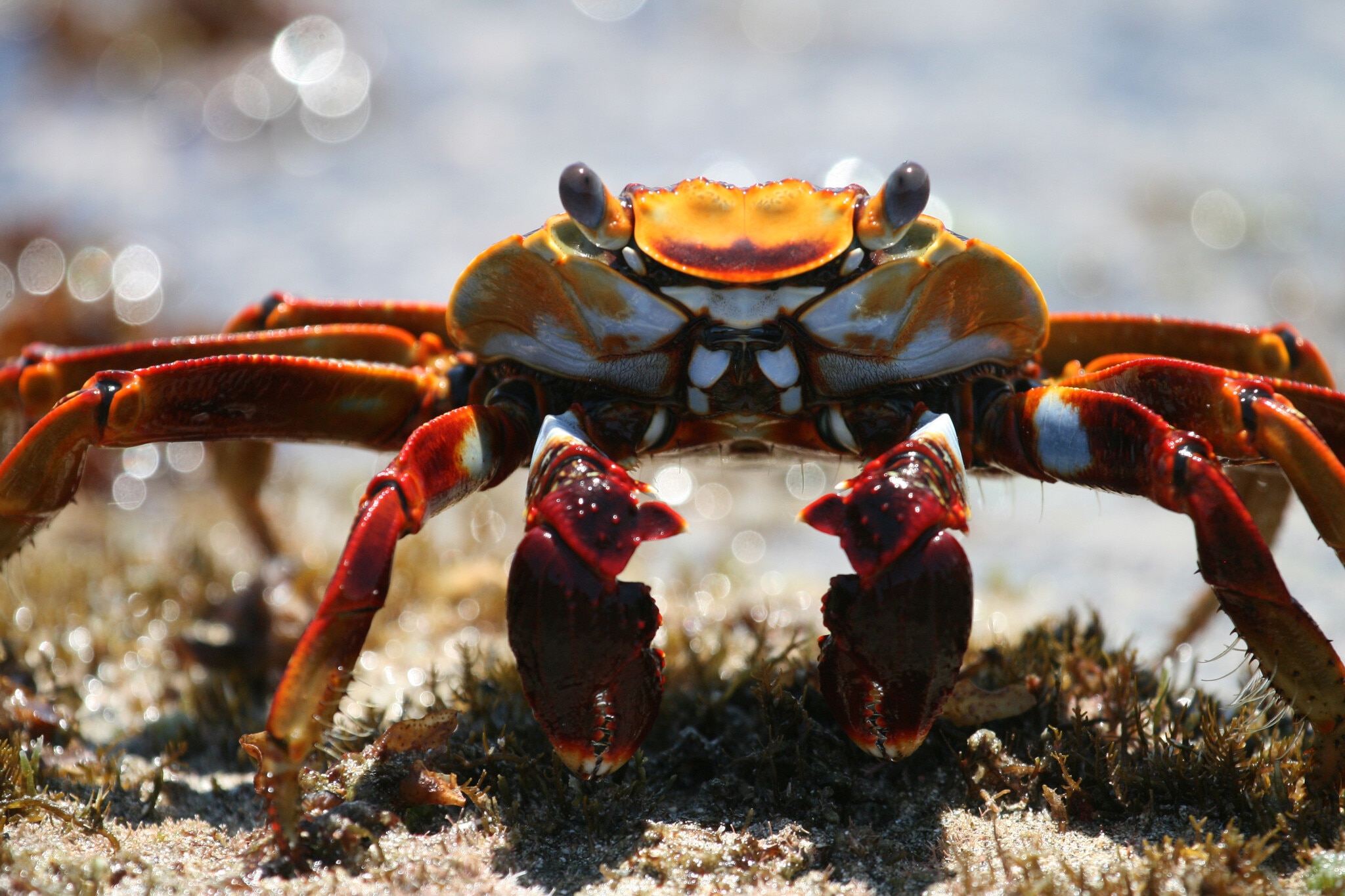BPII Sally Lightfoot Crab