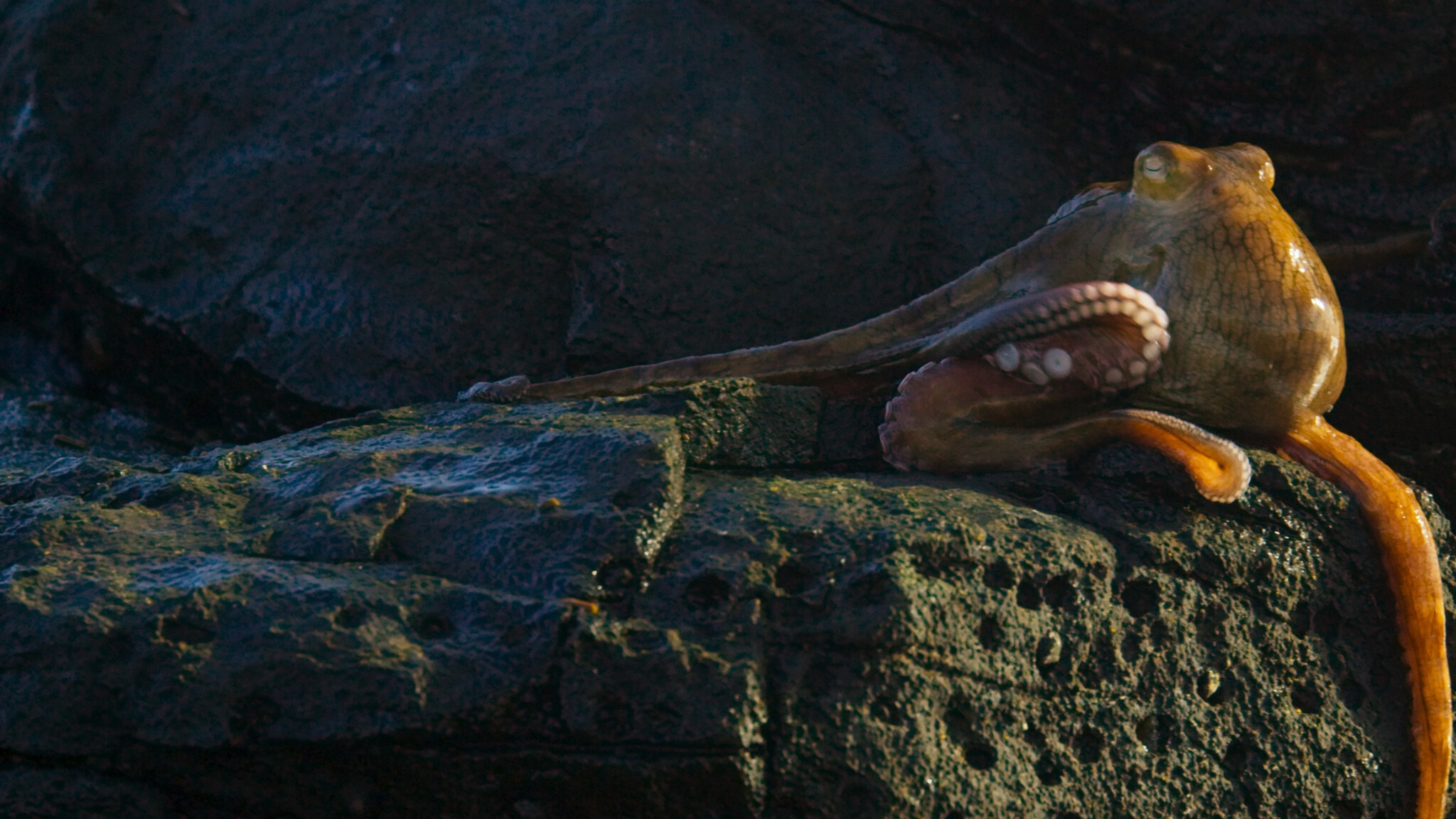 BPII Octopus