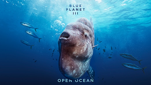Open Ocean