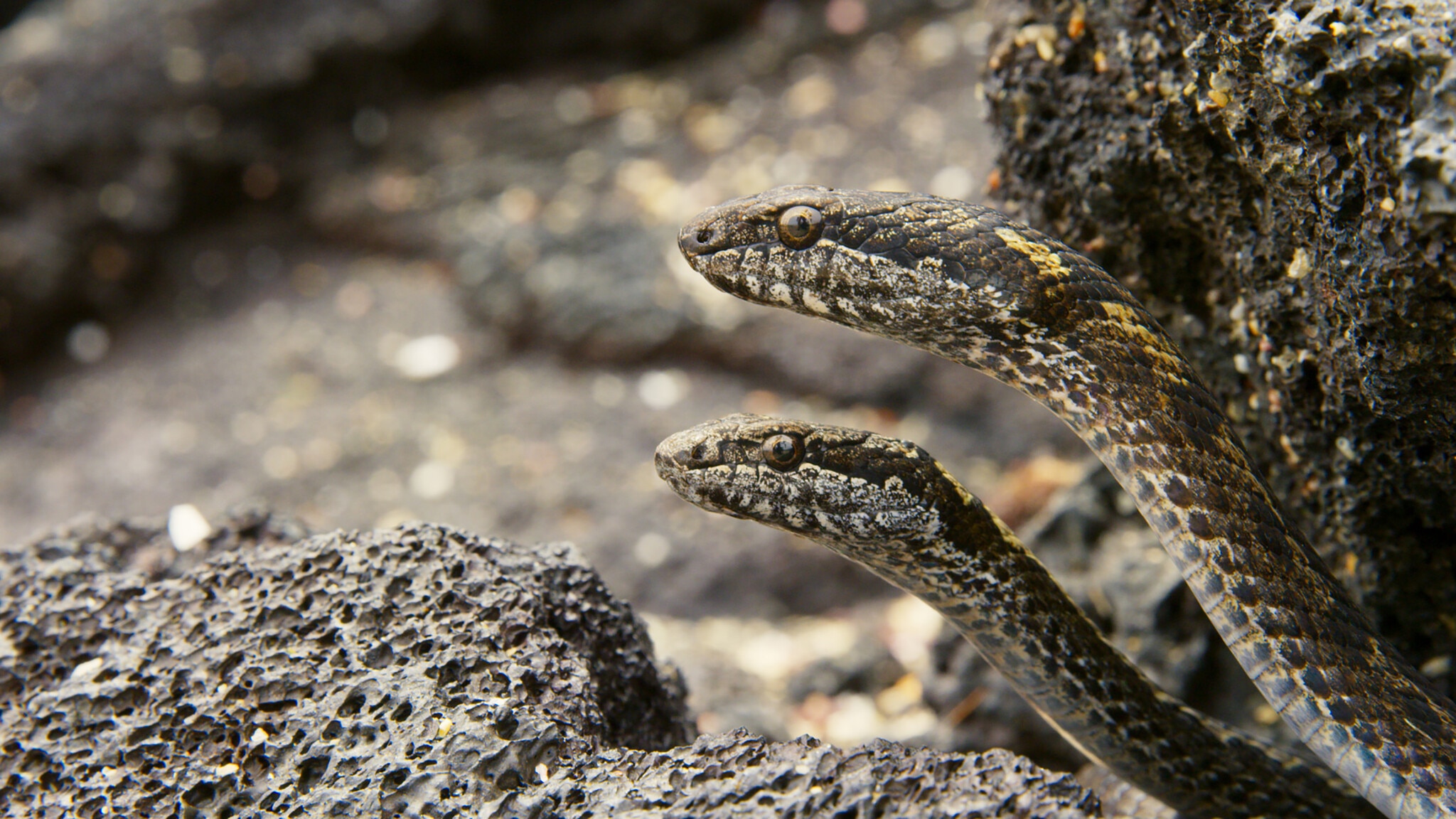 Racer snakes prepare to strike in 'Planet Earth II'.
