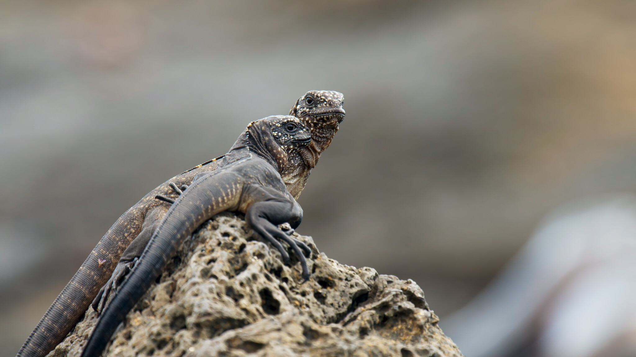 Baby marine iguanas prepare to run the gauntlet of racer snakes in 'Planet Earth II'.
