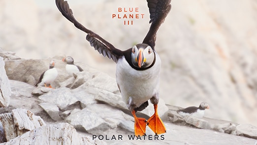 Polar Waters