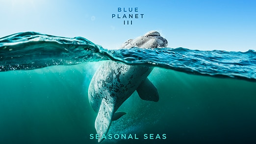 Season Seas