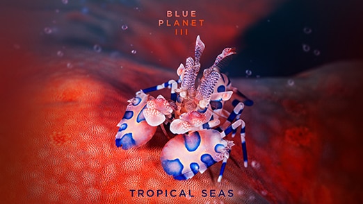 Tropical Seas