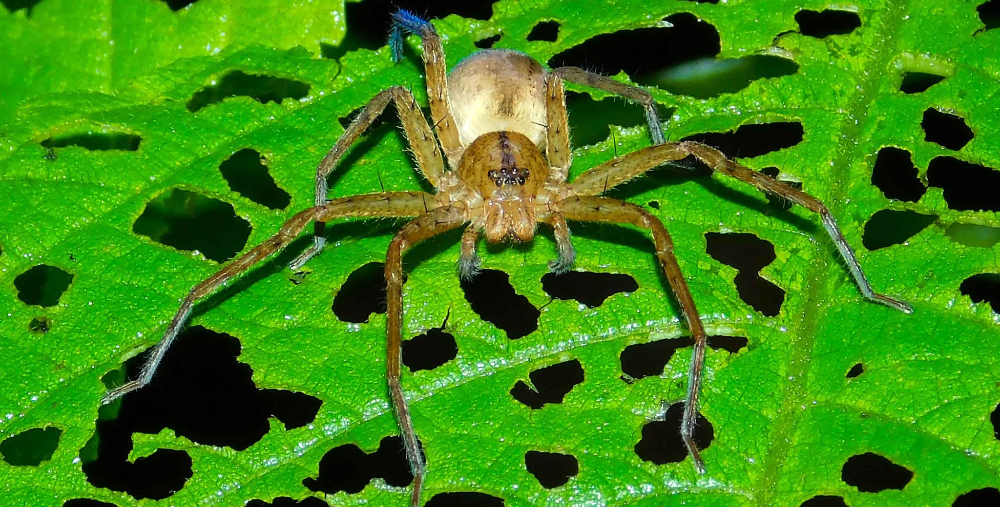 Insects & Arachnids | Fact file | BBC Earth | BBC Earth