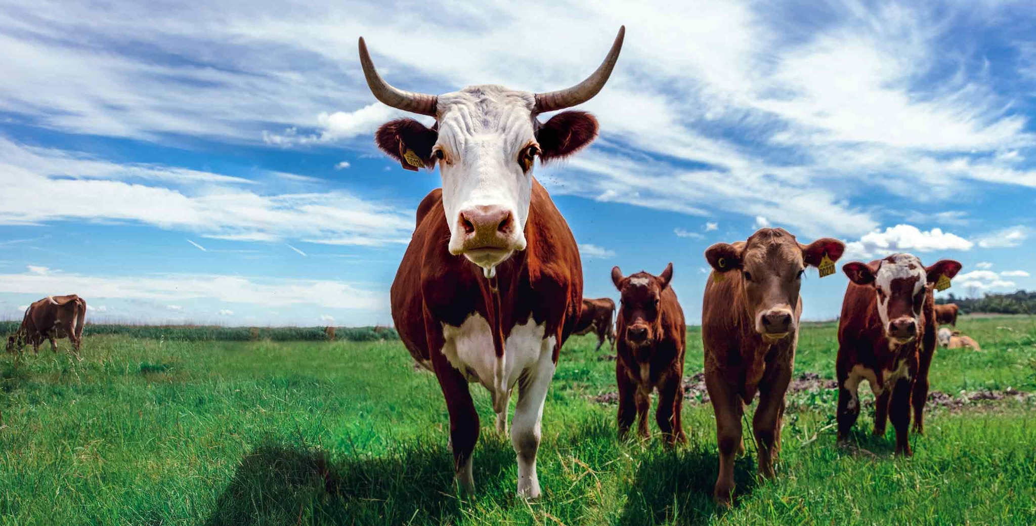 Bull and three cows facing forward in a field