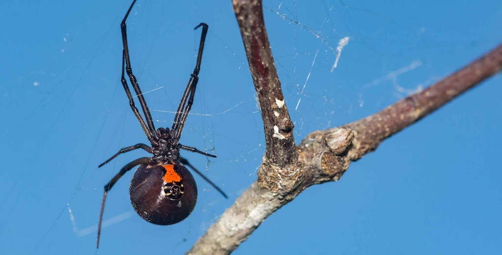 Insects & Arachnids | Fact file | BBC Earth | BBC Earth