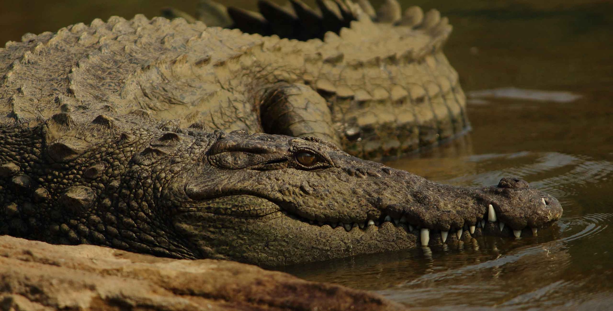 Amphibians & Reptiles | Fact file | BBC Earth