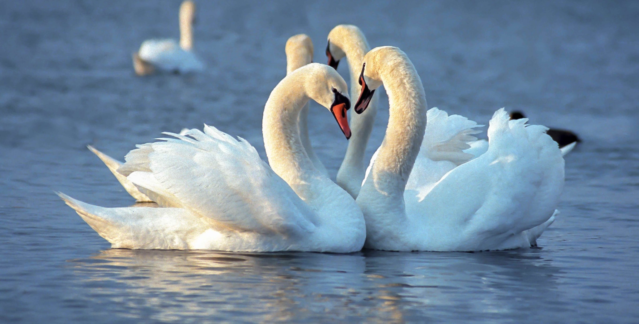 Group of mute swans on the water