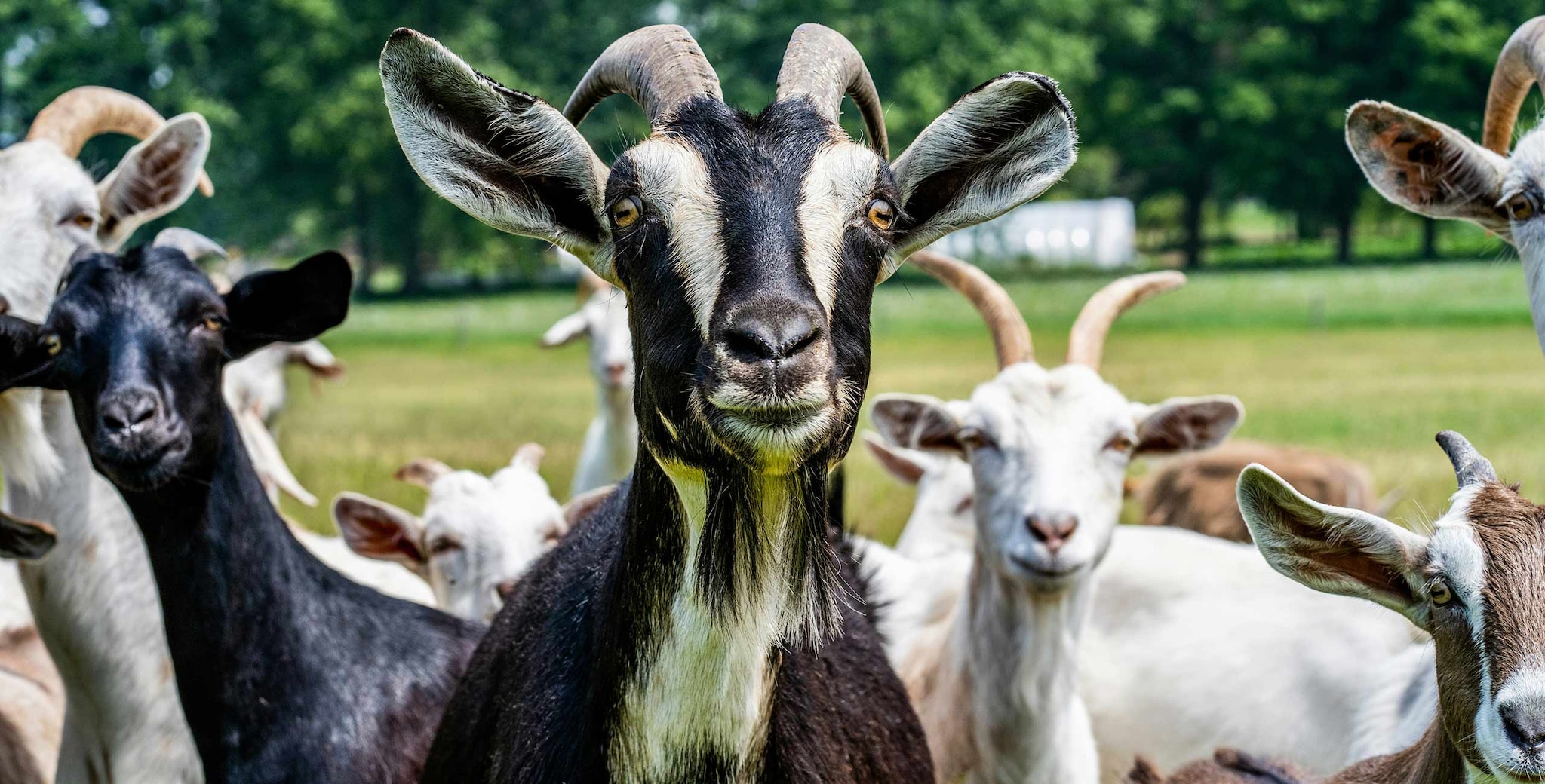 Group of goats – BBC Earth Fact File Goats 