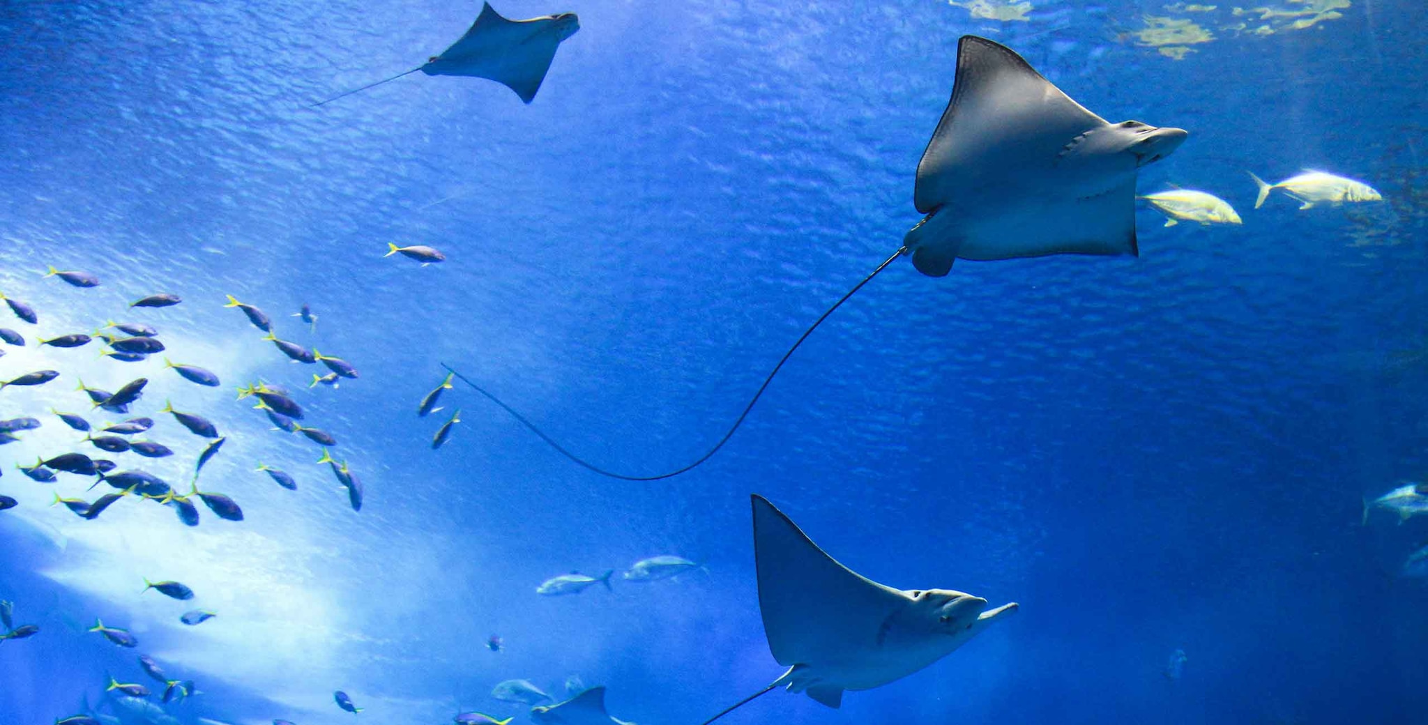 Group of stingrays in blue sea