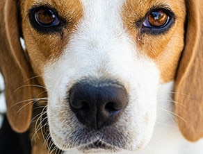 Close up of a beagle dog's nose.