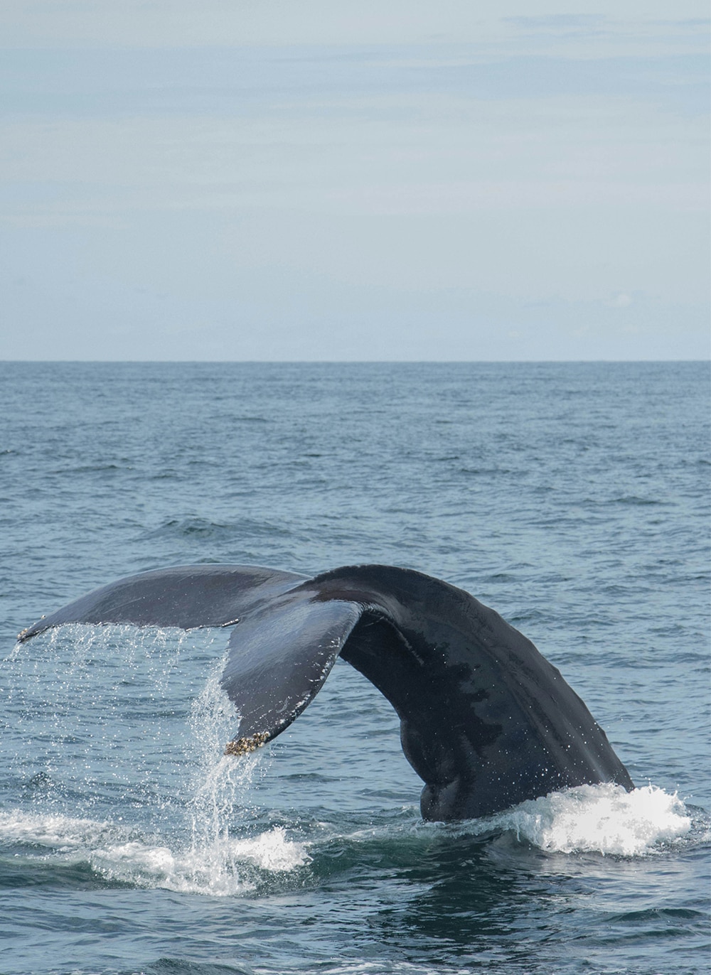 Whale Tail Fact File 