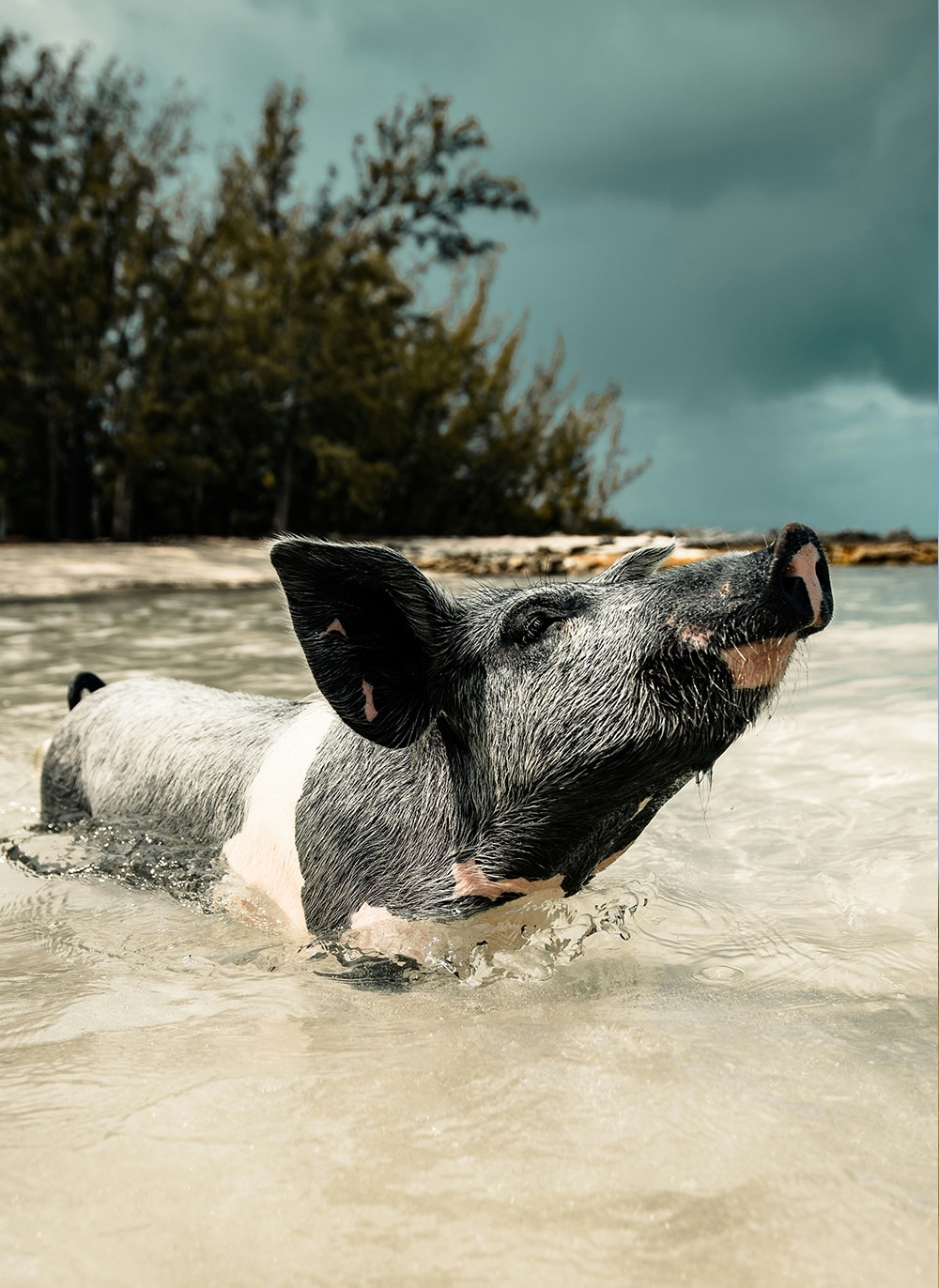 Image of pig standing in water on beach