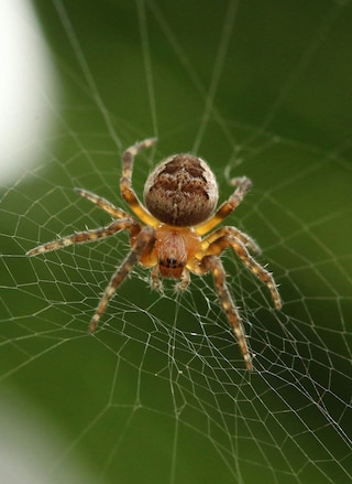 Spider facts | Insects & Arachnids | BBC Earth