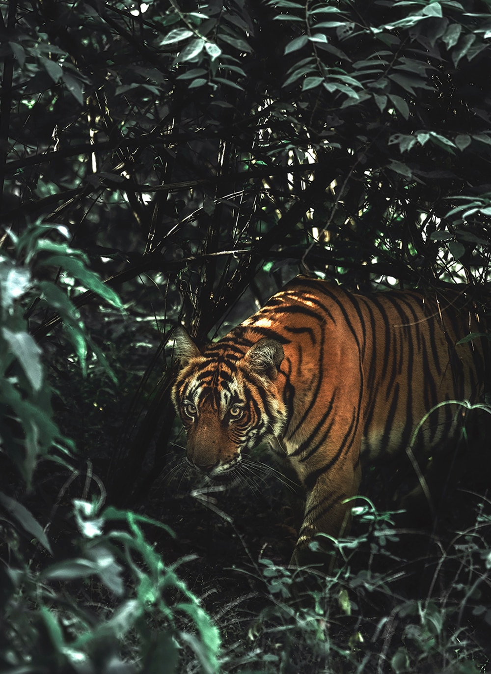 Image of tiger stalking among plants and undergrowth.