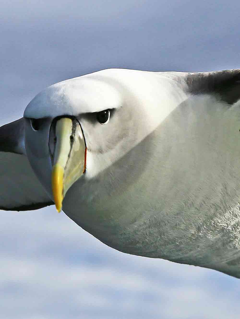 Close-up of a Mollymawk Albatross 
