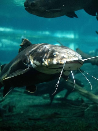Catfish facts | Fish | BBC Earth