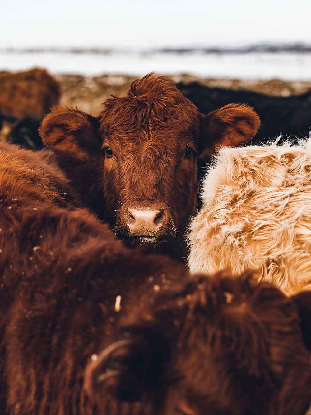 Brown cow next to hay bale