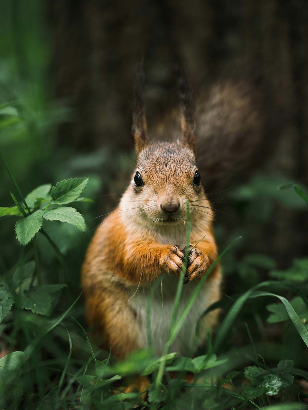 Squirrel eating a nut