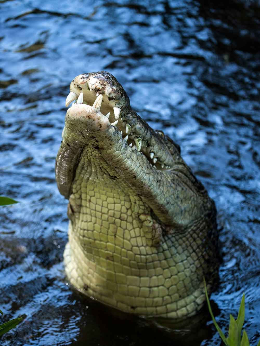 Crocodile jaw with teet showing