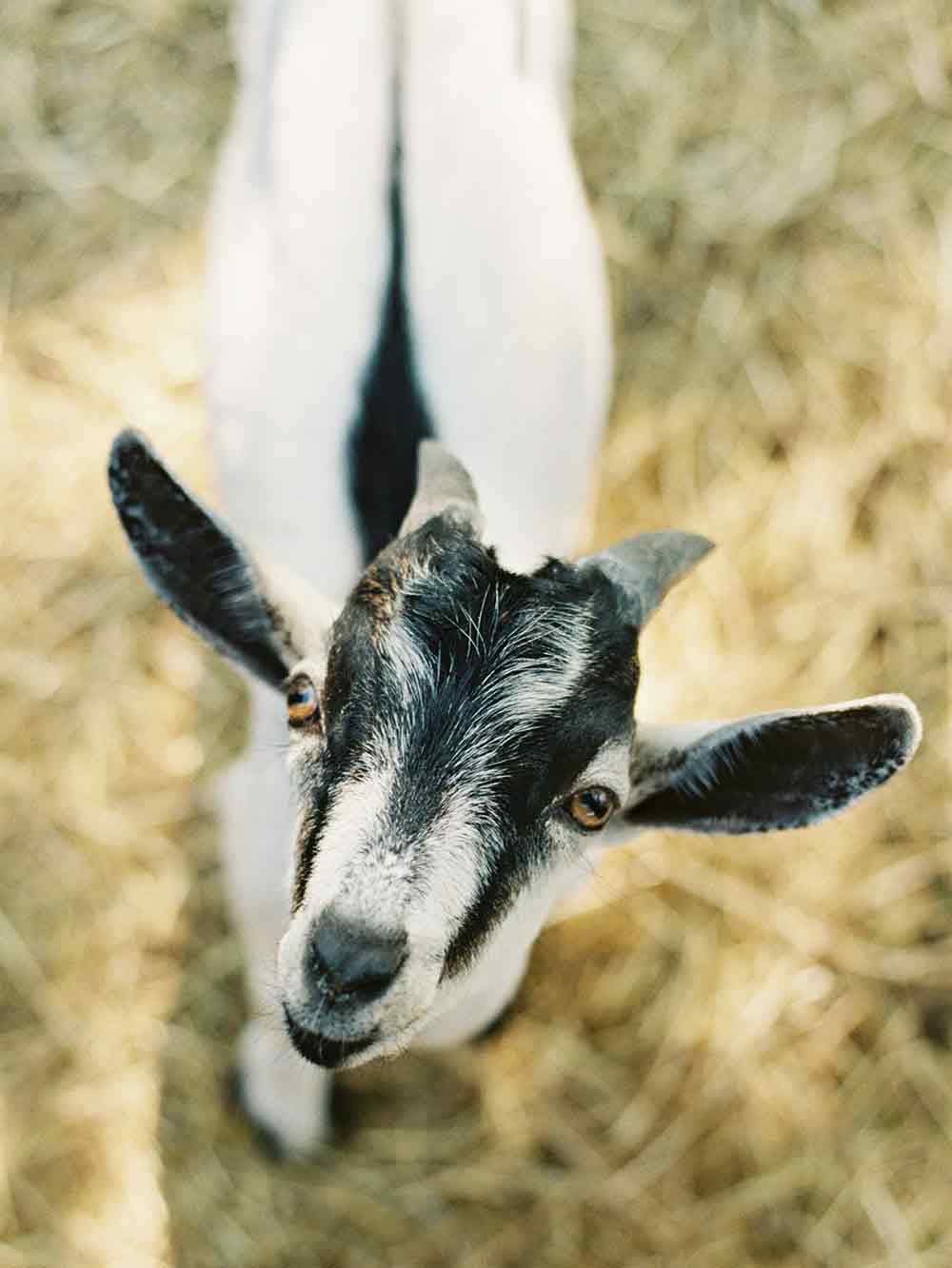 Goat looking up