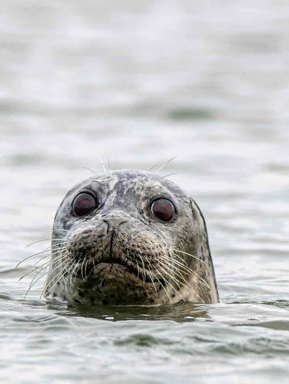 Seal swimming
