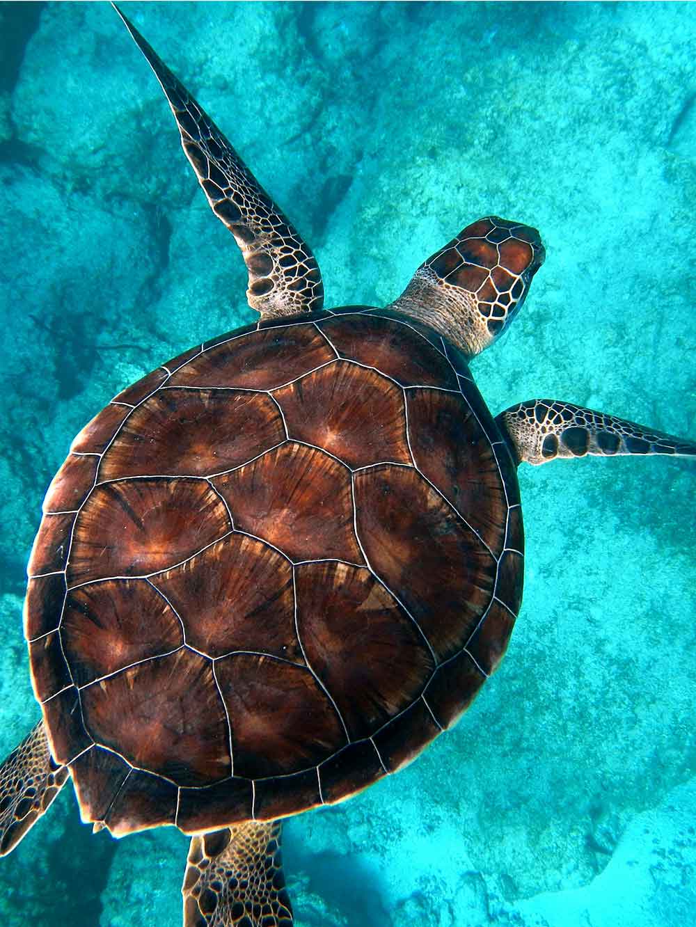 Turtle swimming 
