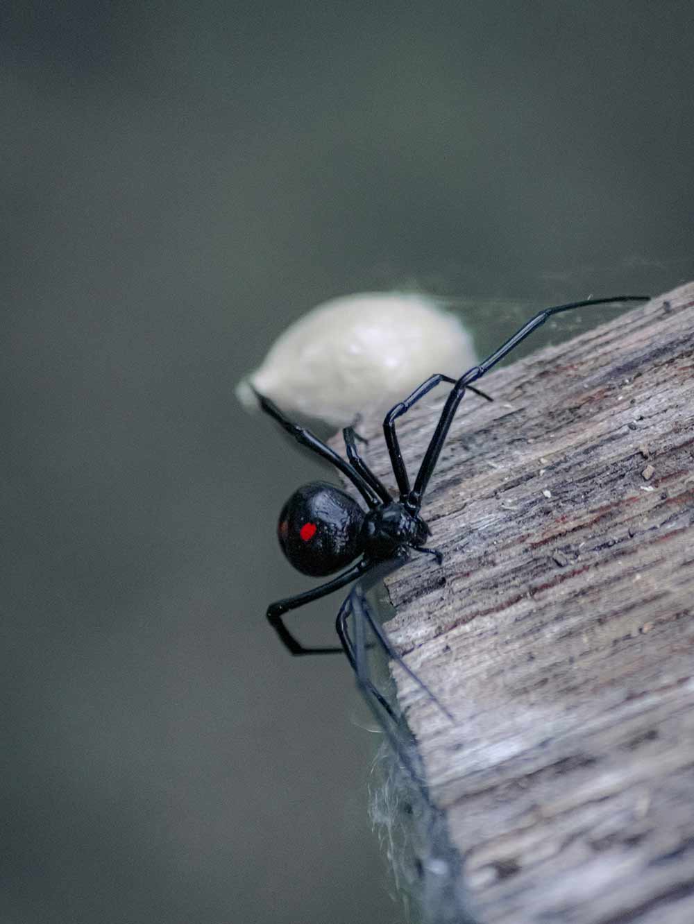 Black Widow with egg sack