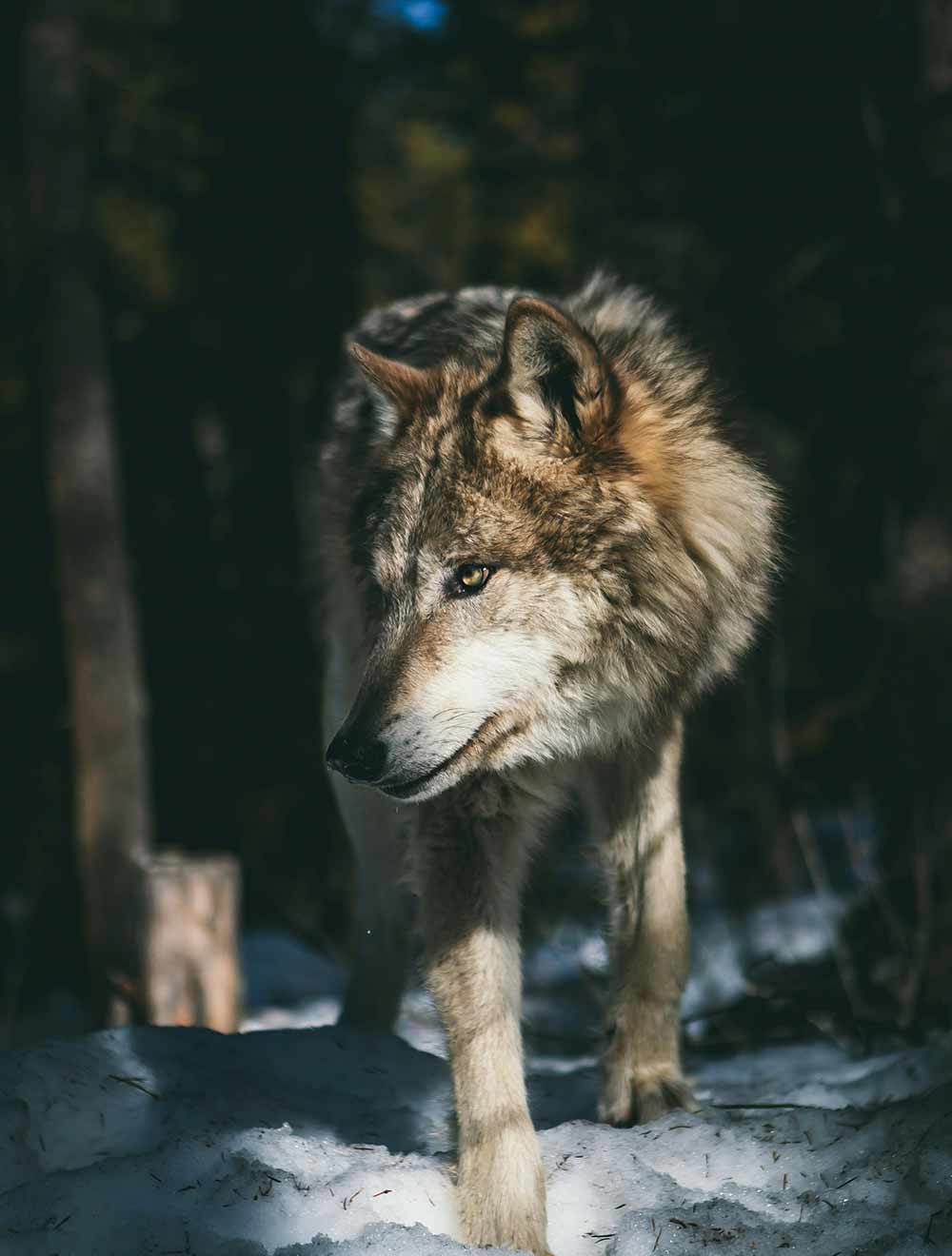 A lone wolf with one eye open