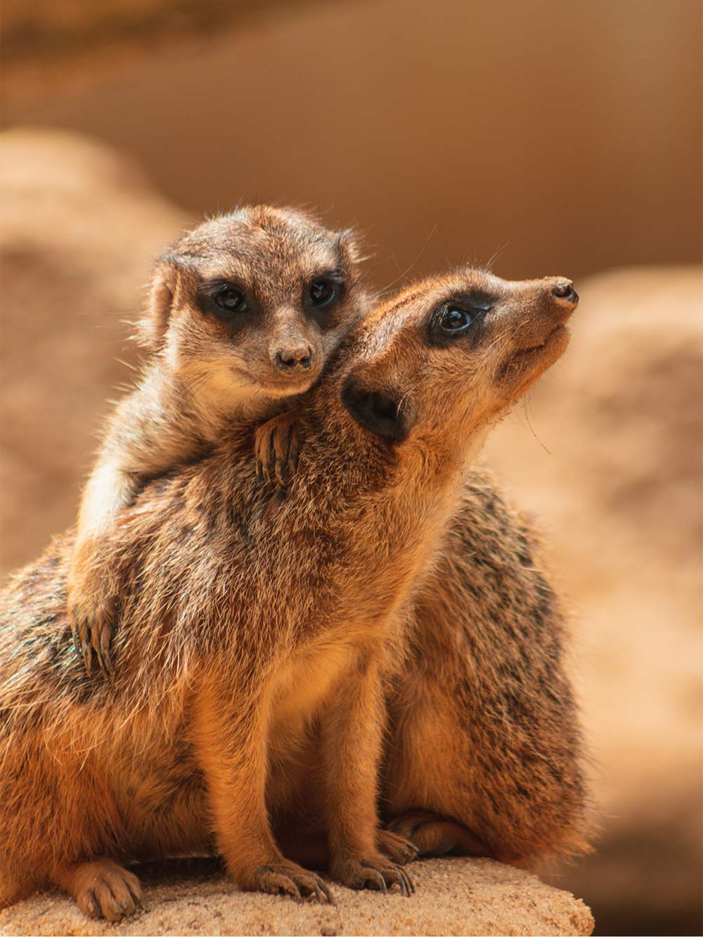 Meerkats grooming eachother