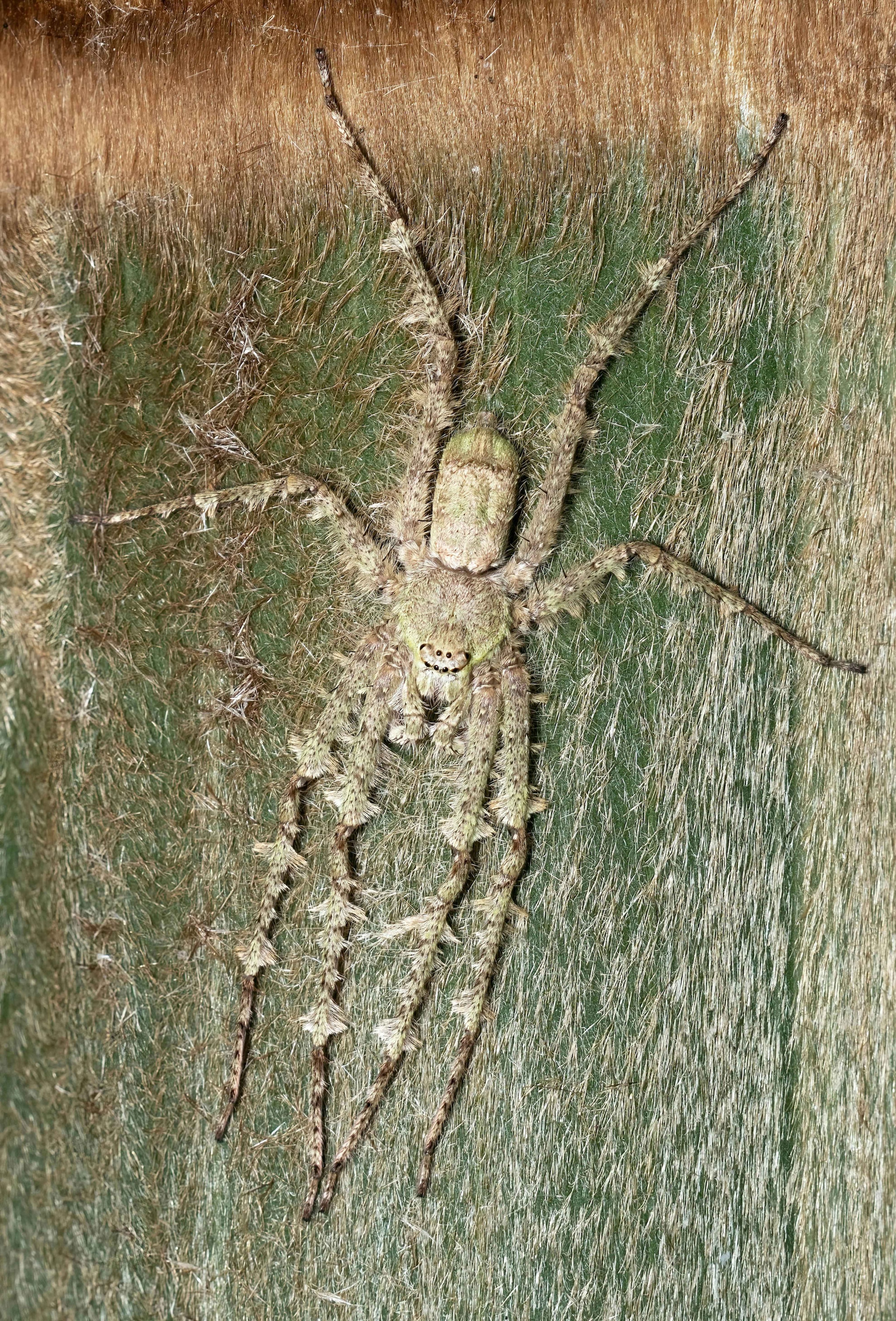 Close-up of a huntsman spider