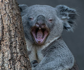 Koala with mouth open