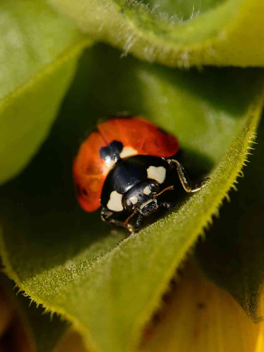Close up of a ladybird on a leaf