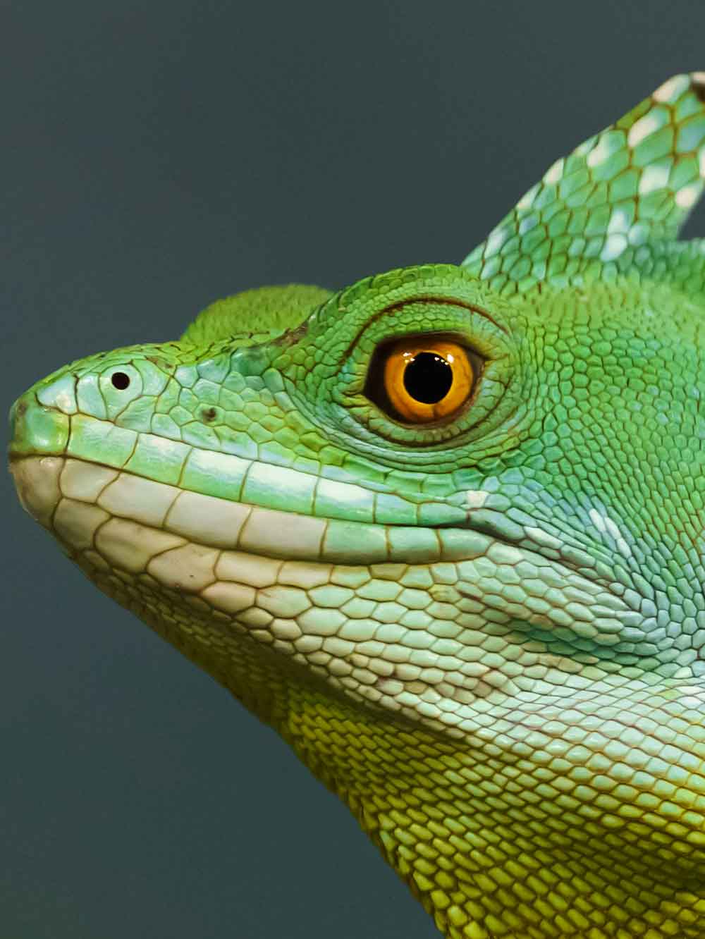 close-up side profile of a green basilisk lizard – its small scales clearly visable