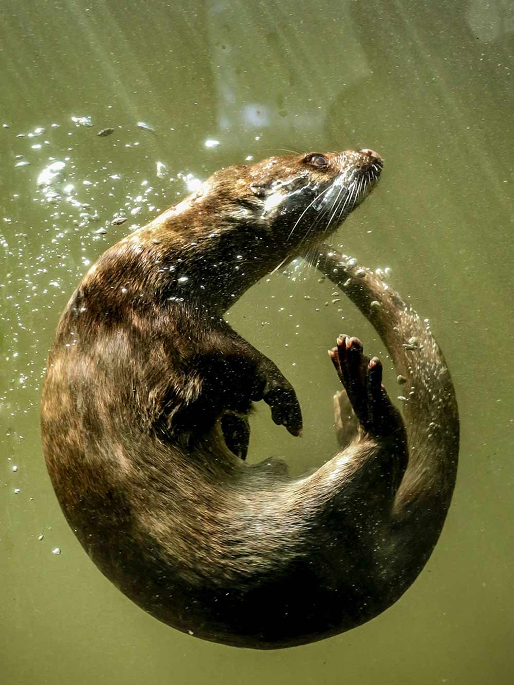 Otter underwater