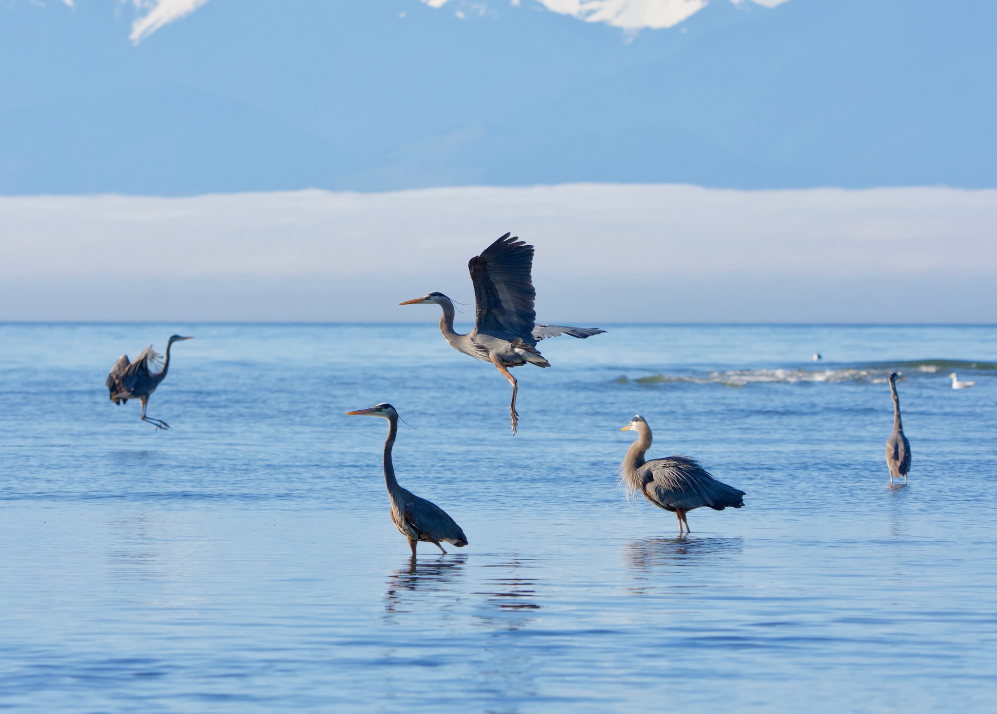A group of herons flock together in and around shallow sea water.