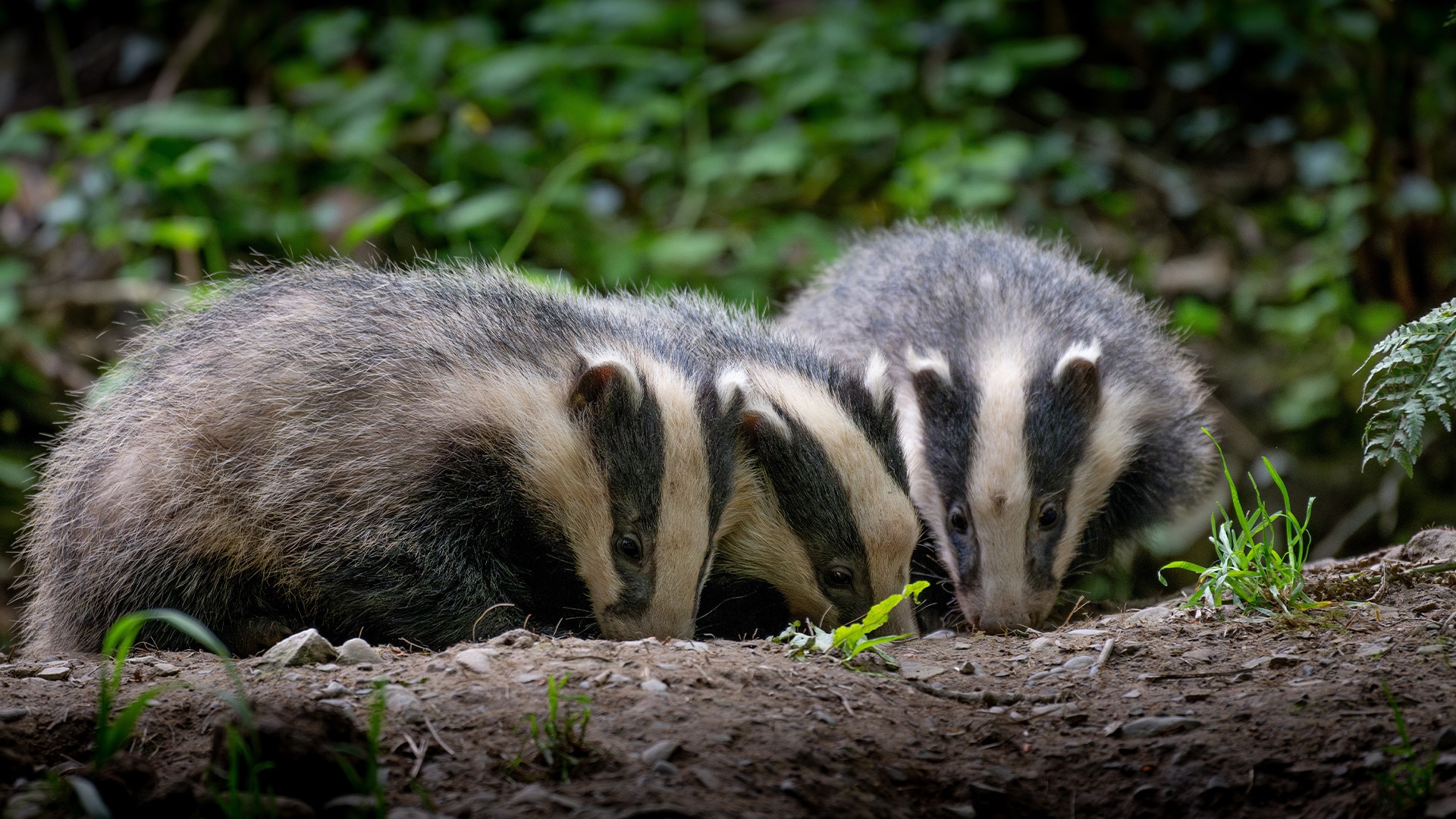 Three badgers stand together in a wood foraging in a fallen tree branch