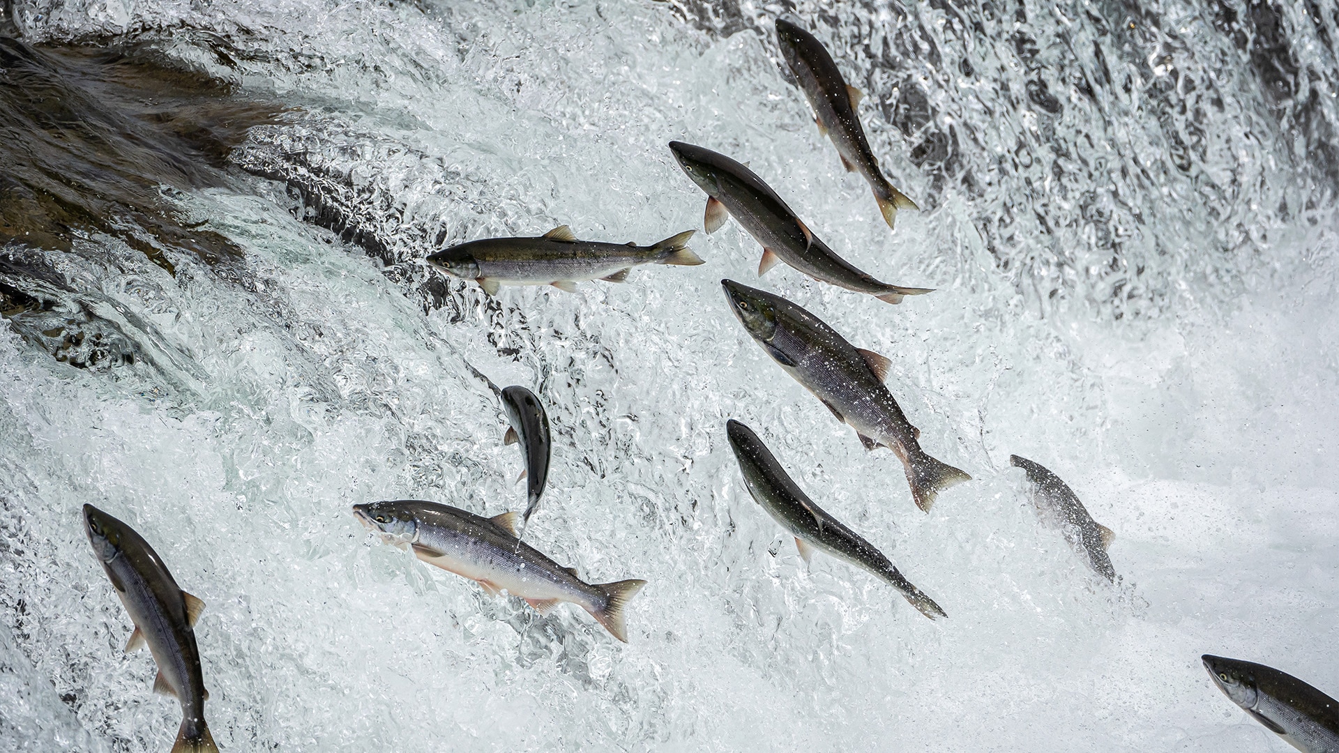 Eight wild salmon can be seen jumping up a waterfall.