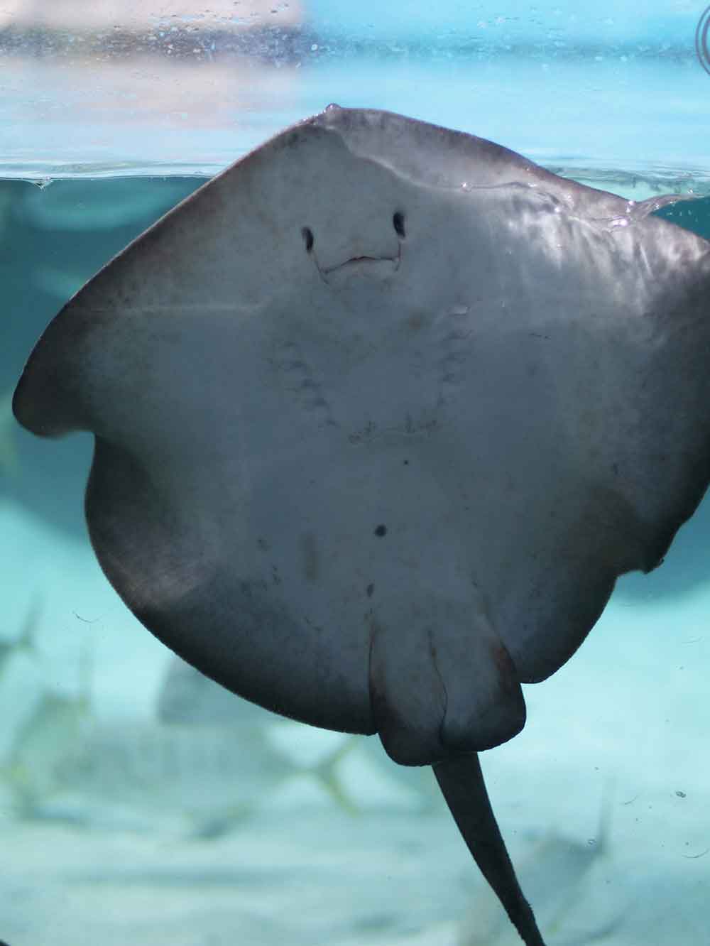 Underside of a stingray