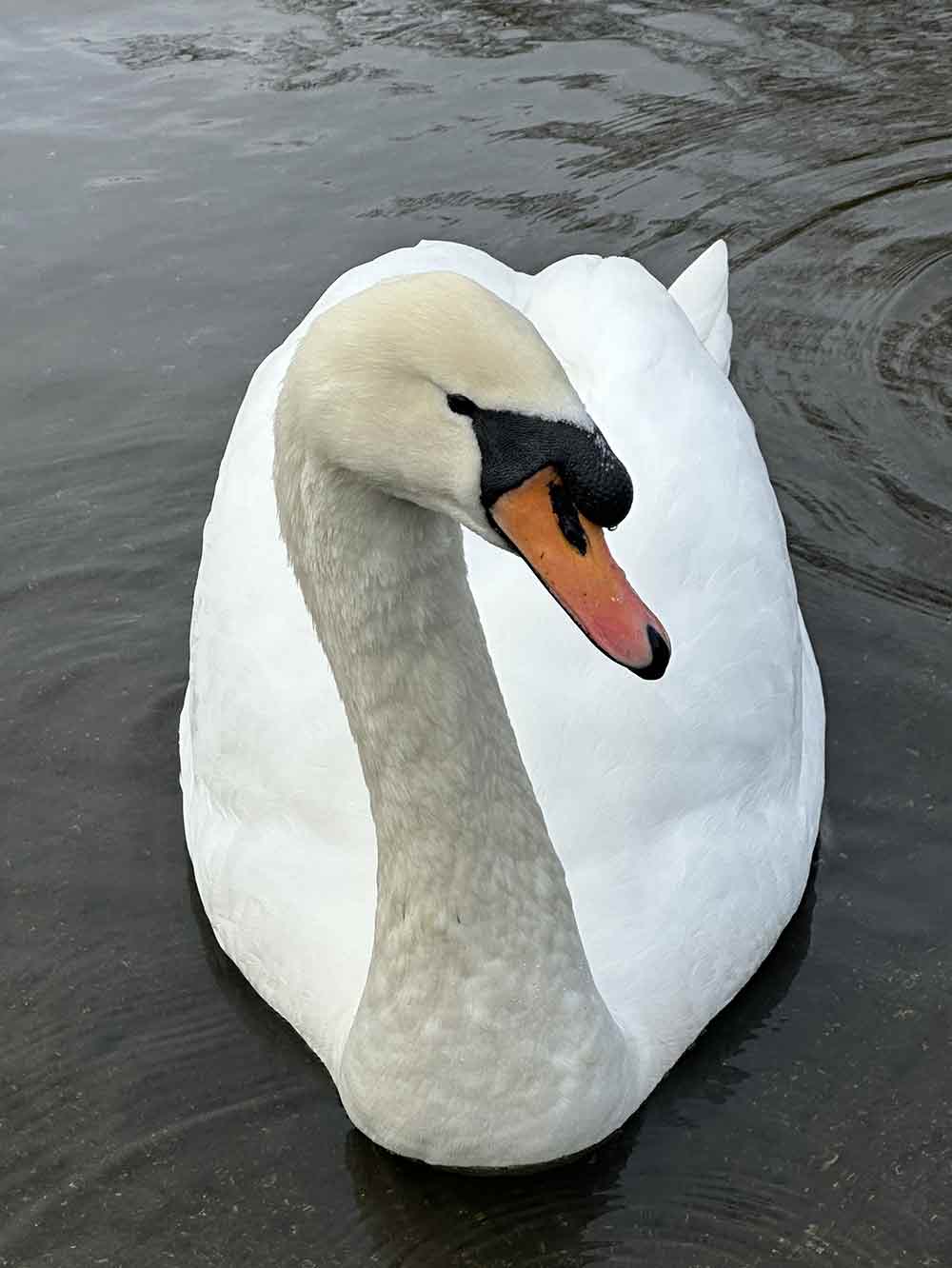 Solo swan on a lake