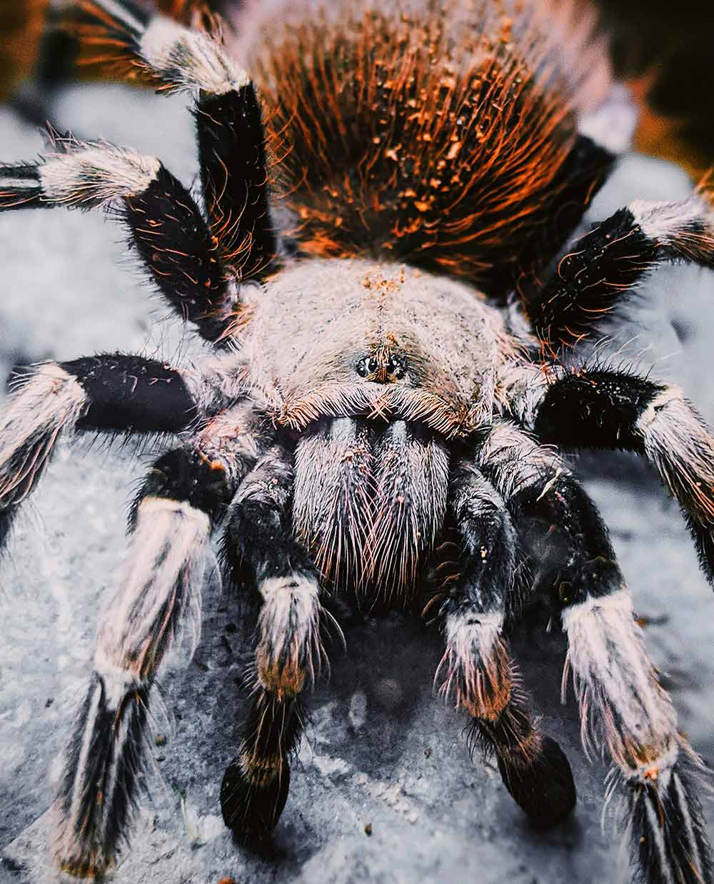 Close up of a tarantula