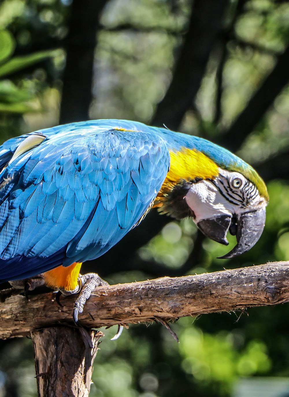 A blue and yellow macaw displays its tripedal claws and beak