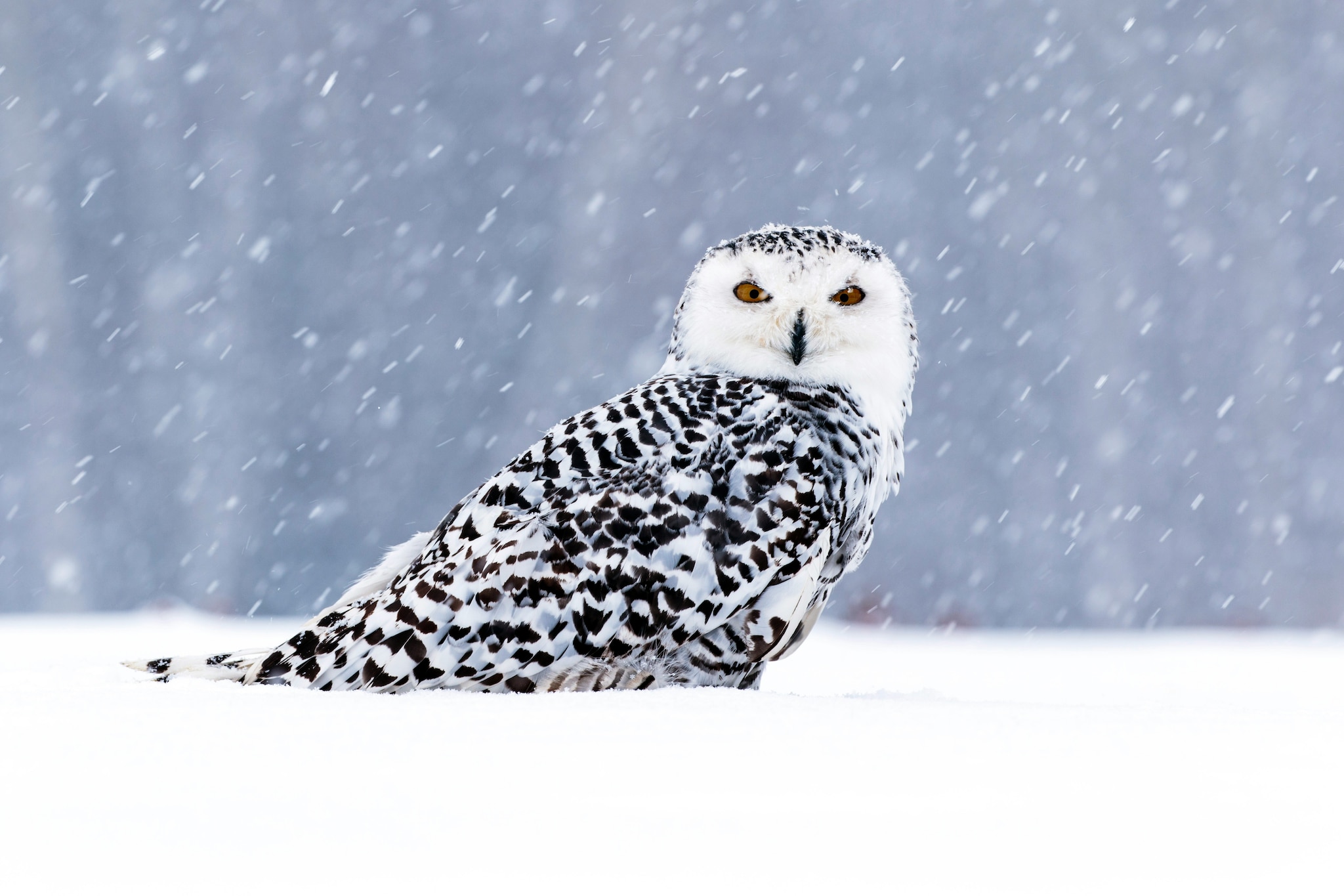 A white and black snowy owl turns its head to look at the camera as snow falls in an arctic setting.