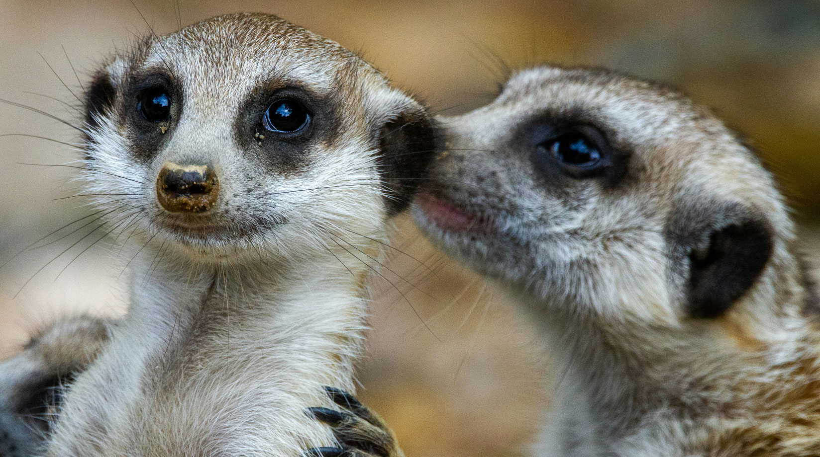 Meerkats groom eachother