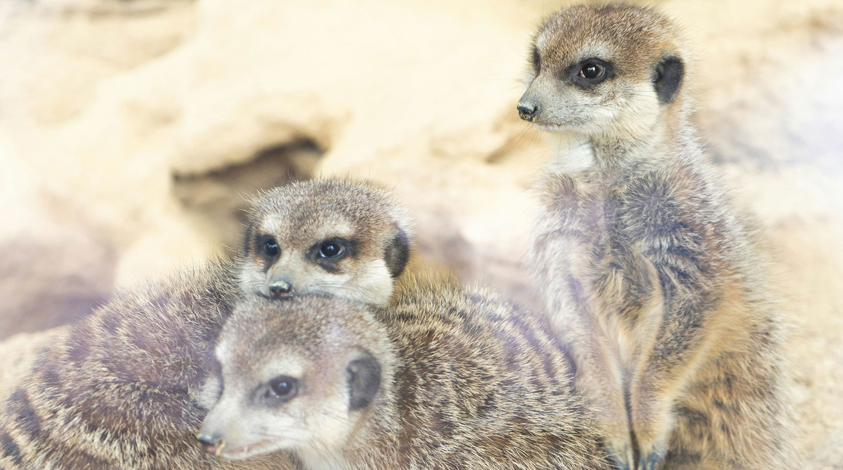 Three alert meerkat pups 