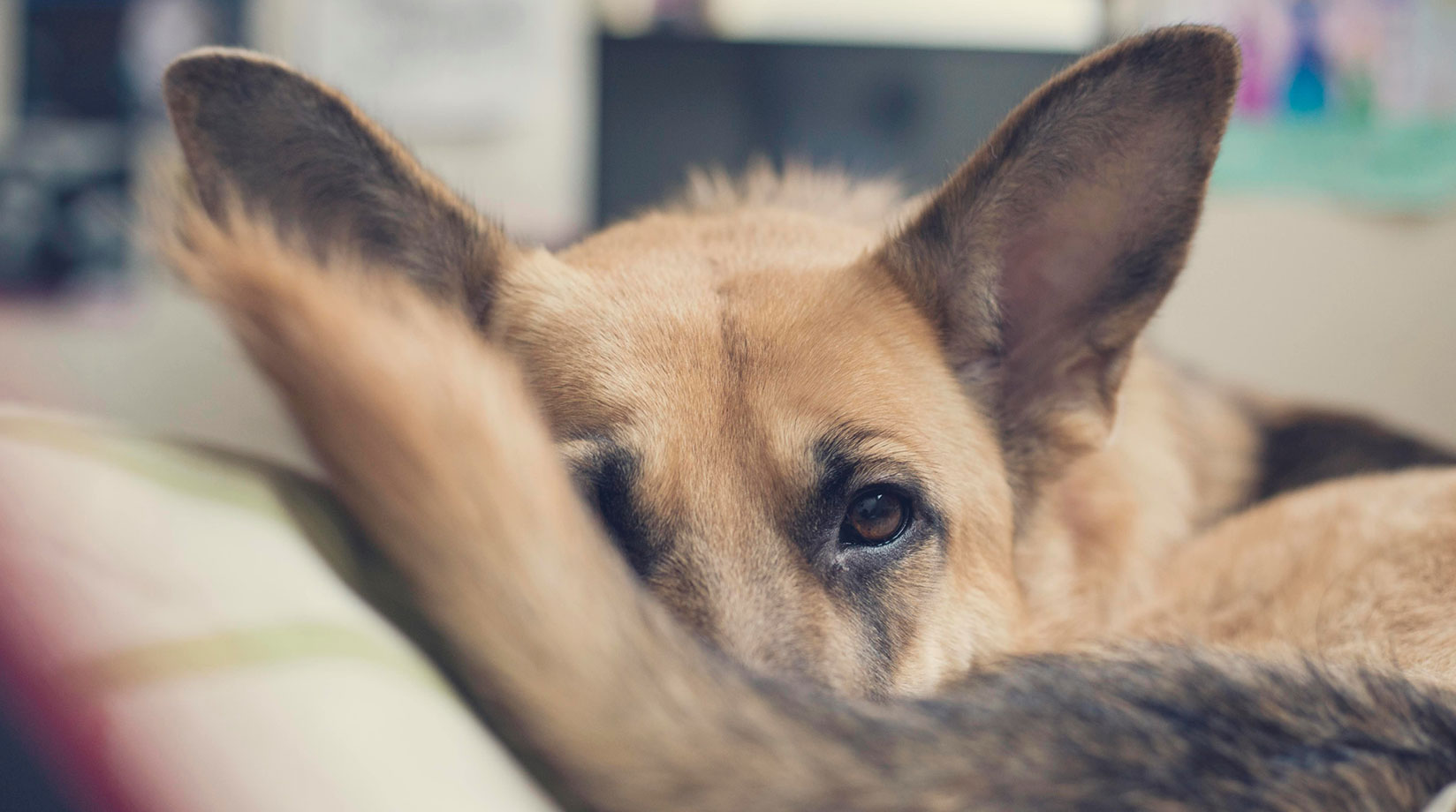 Alsatian / German Shepherd dog sleeping with tale curled around it.